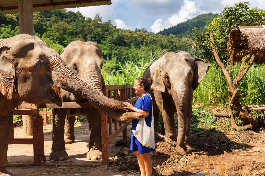 ELEPHANTS TRIP